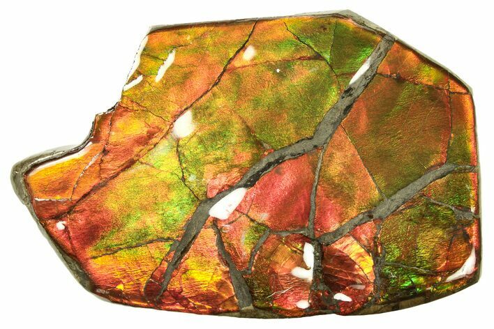 Flashy Ammolite (Fossil Ammonite Shell) - Alberta, Canada #264853